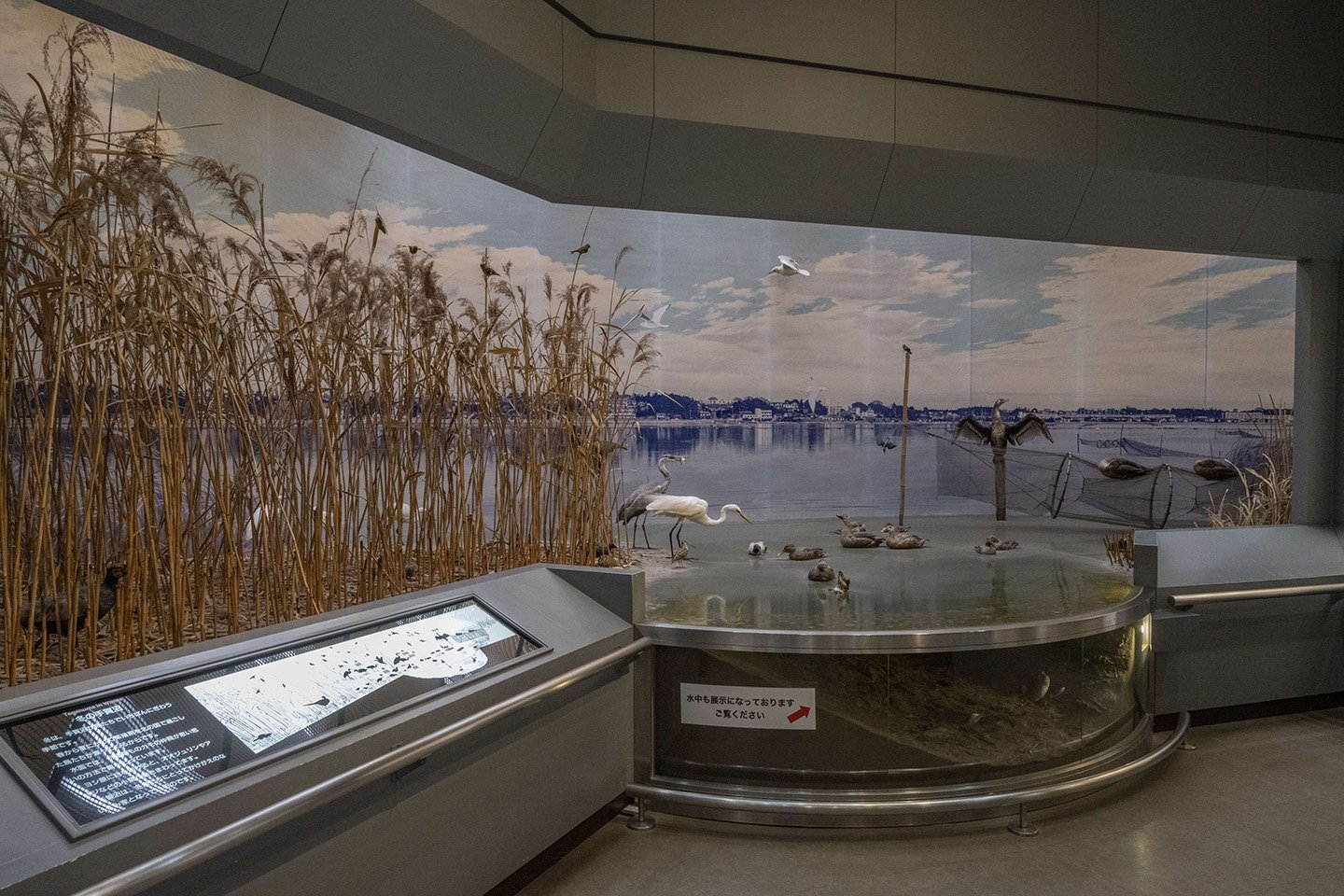 🐦 아비코시 새 박물관(아비코시 토리노 하쿠부츠칸) 이미지 8